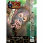 Jeff Corwins tierische Abenteuer - Borneo (DVD)