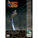 Jeff Corwins tierische Abenteuer - Indonesien (DVD)