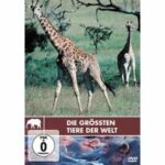 Safari - Die größten Tiere der Welt (DVD)