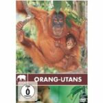 Safari - Orang-Utans (DVD)