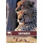 Safari - Geparde (DVD)