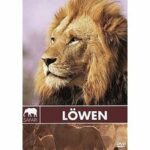 Safari - Löwen (DVD)