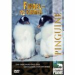 Findelkinder - Volume 1 - Pinguine (DVD)