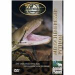 Austin Stevens: Der Gefahrensucher - Vol. 1 - Menschenfresser-Python (DVD)