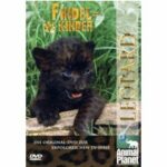 Findelkinder - Volume 2 - Leoparden (DVD)
