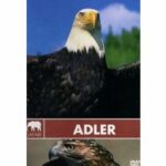 Safari - Adler (DVD)