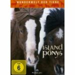 Wunderwelt der Tiere - Island Ponys (DVD)