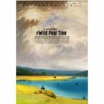 The Wild Pear Tree (DVD)