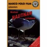 Natur hautnah erleben - Das Leben der Möwen (DVD)